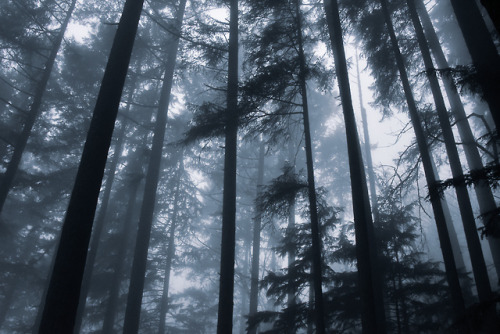 Magical forest - Squak Mountain, Issaquah, WA by Tom Vaughn