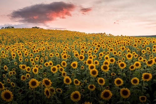 Sex justinherrold:Fields of sunflowers 🌻 ☀️ pictures