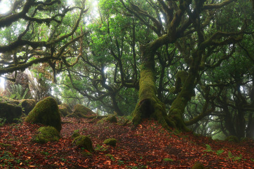 Fangorn Forest by Ricardo Pestana