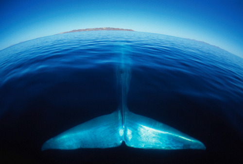 thelovelyseas: Blue Whale by BigAnimals.com