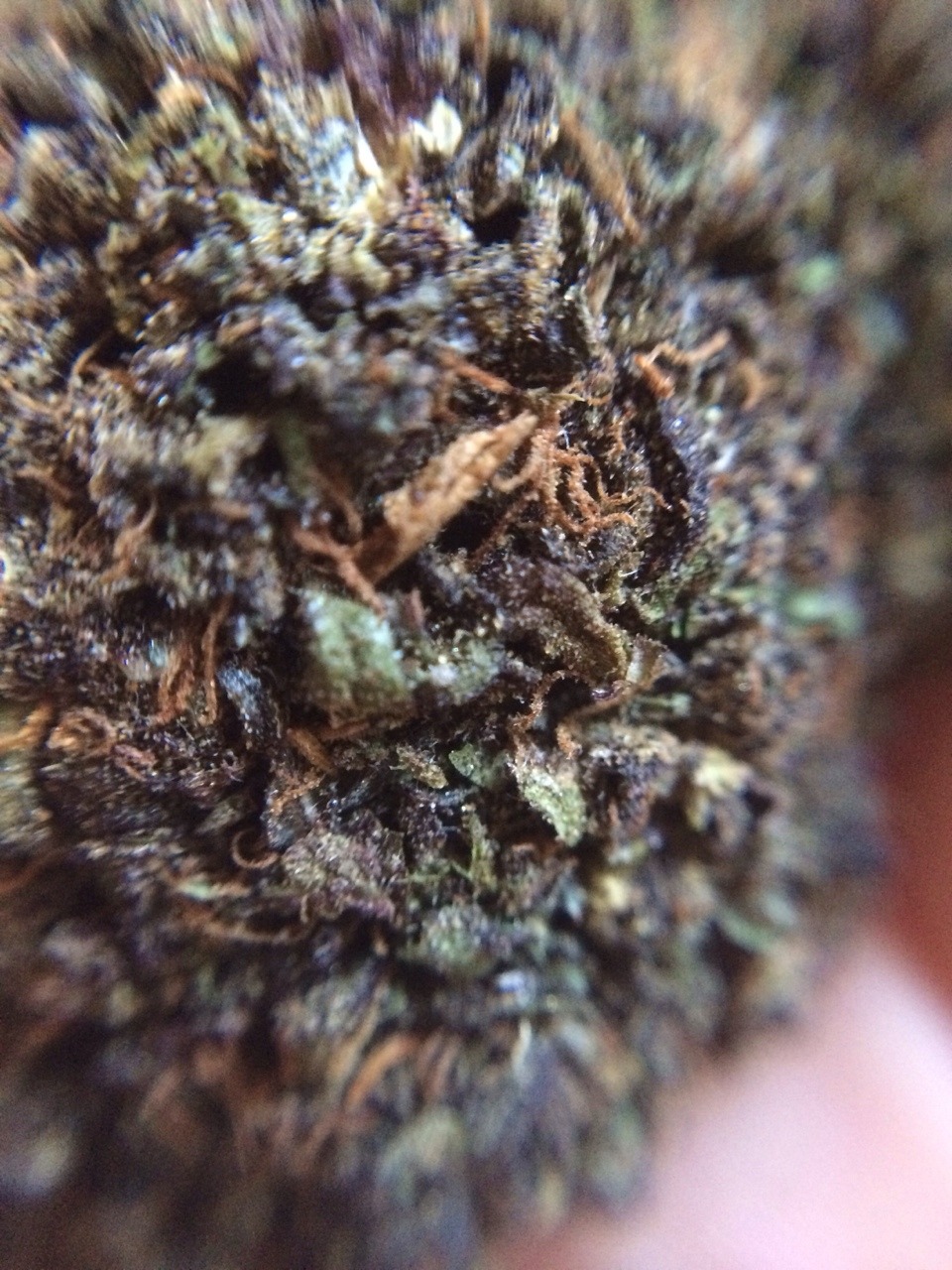 hybridfairy:  It’s been a while since I came across a nug this pretty without going