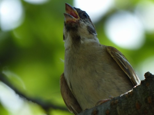 town-sparrow: スズメ　Eurasian tree sparrowTown Sparrow ～ 街のすずめ　ArchiveTown Birds ～ 街の鳥  Archive