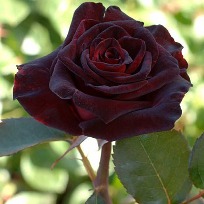 gothicmell:  Black Baccara Rose 