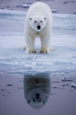 wolverxne:  Polar Bear Reflection by Brice Petit 