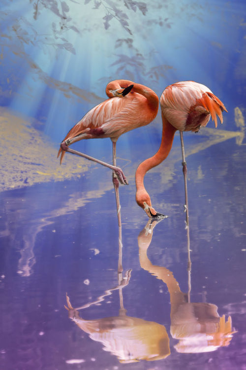 musts:  Flamingo Fantasy Lights by Bill Tiepelman St. Louis Zoo, Missouri, USA 