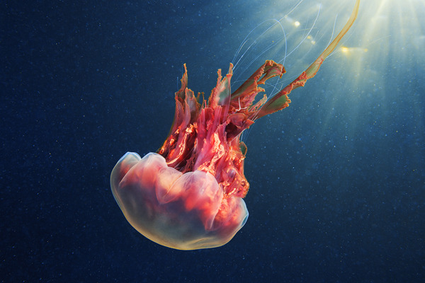 cerceos:  Alexander Semenov  Jellyfish Madness, 2012 Flickr | Website 