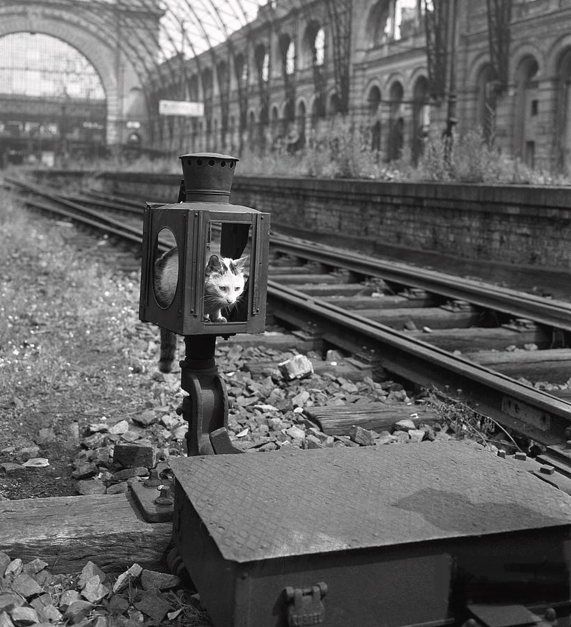 doubtspirit:Cat In Old Railroad Signal Lamp by German-American photographer Otto