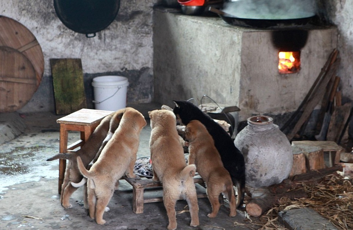 awkwardsituationist:  on particularly cold days, the homeless puppies of china’s