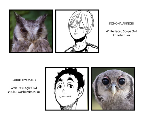 pophist:fukurodani + the owls they’re based on im sure its common knowledge now that furu