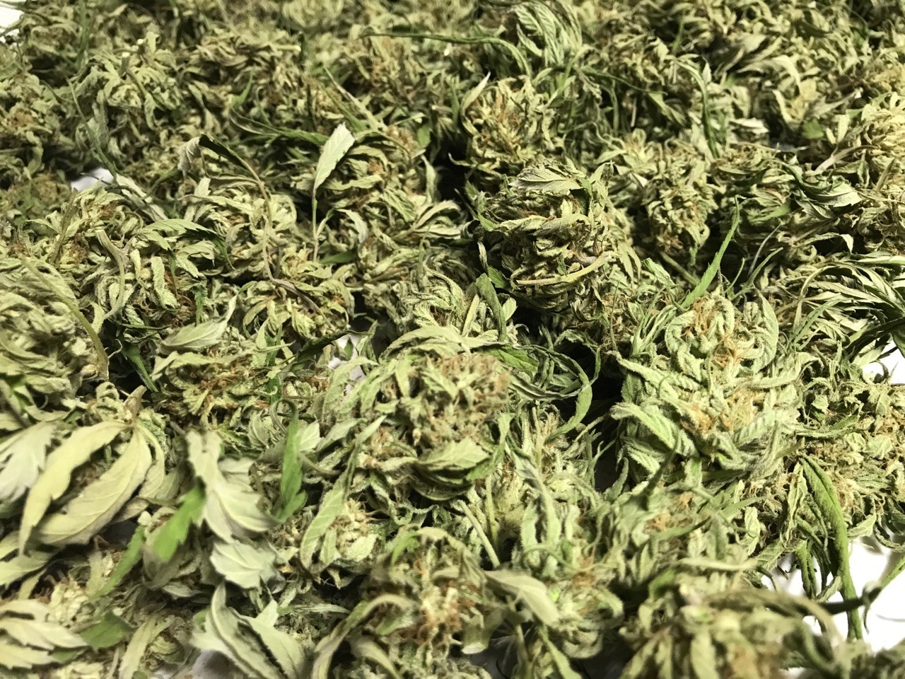 indicasprincess:  My grow / trim season mood board 💚💛