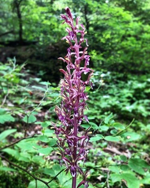 Pacific Coralroot, Corallorhiza mertensiana (Orchidaceae).  A new orchid species for me! These were 