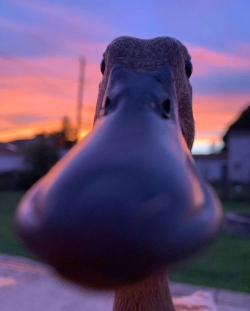 Some close up duck photos  via @thesassyducks​ on instagram