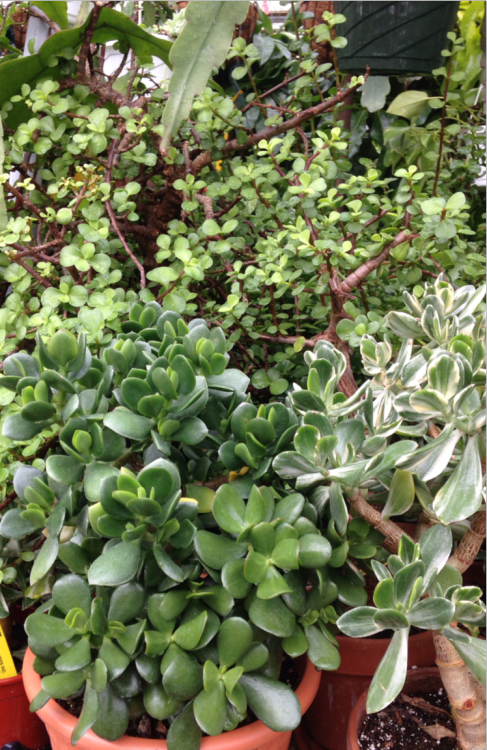 fawnscout:jade plants are my favorite