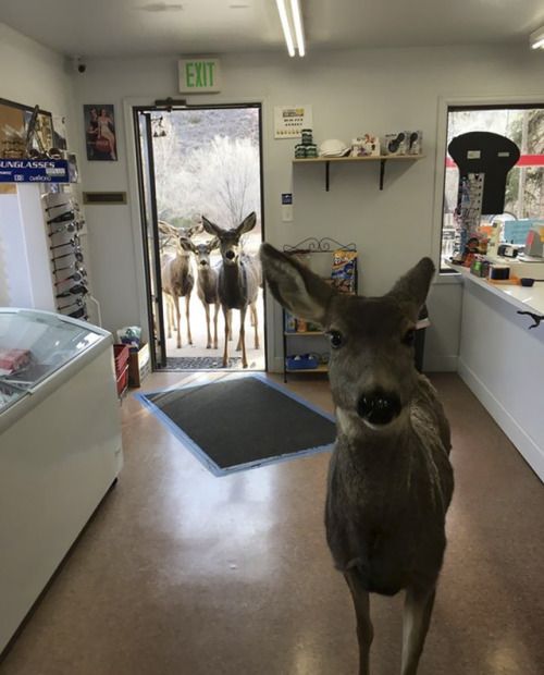 catsbeaversandducks: Deer Drops By Gift Shop, Then Comes Back Later With Her KidsPhotos by Lori Jone