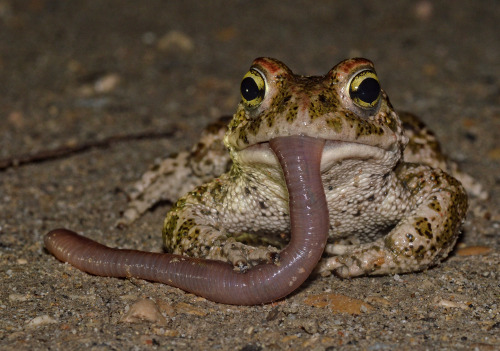 A Natterjack toad [Epidalea calamita] enjoys a tasty worm. Photo by Alexandre Roux