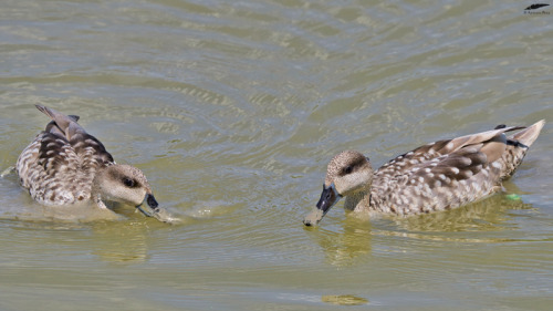 Marbled Duck - Pardilheira (Marmaronetta angustirostris)Vila Franca de Xira/Portugal (5/05/2022)[Nik