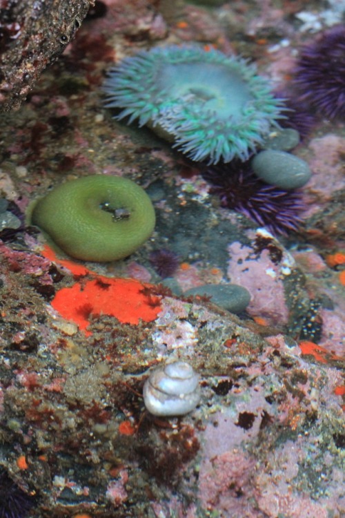 tide pools are kaleidoscopic gardens, and all the colorful blooms are living animals that you can wa