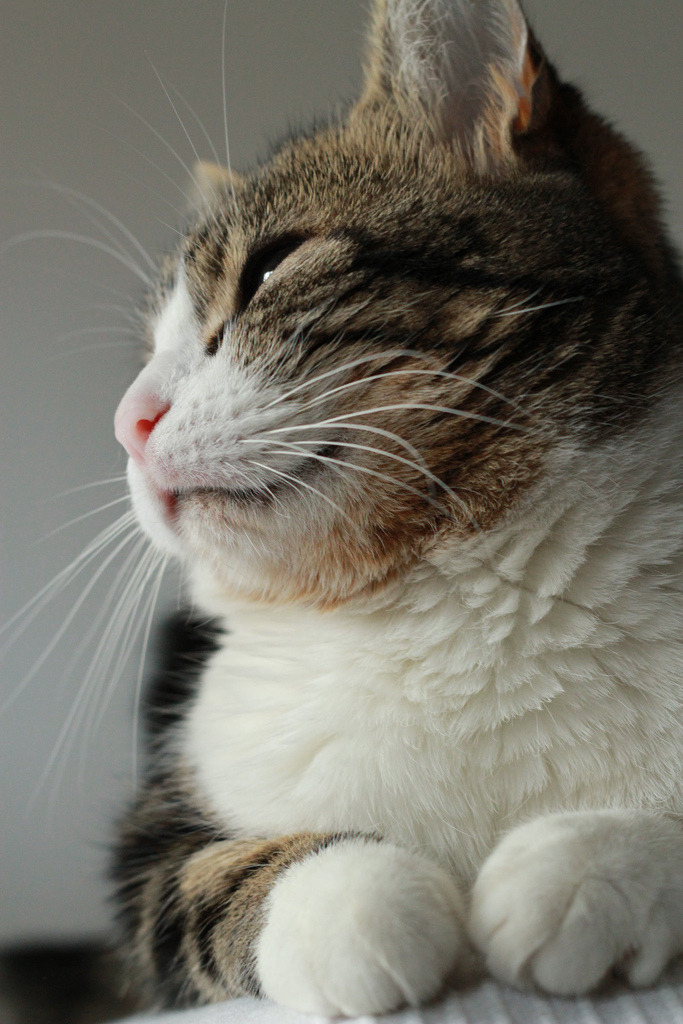 cuddlingcats:   (by c.coello) 