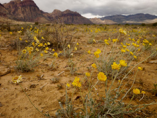 Flowers blowing on a windy day in Red Rock Canyon.