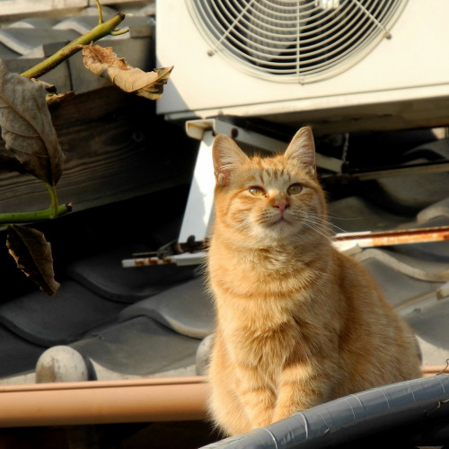 空を見ている Cat looking at the sky (by Neko Machi)