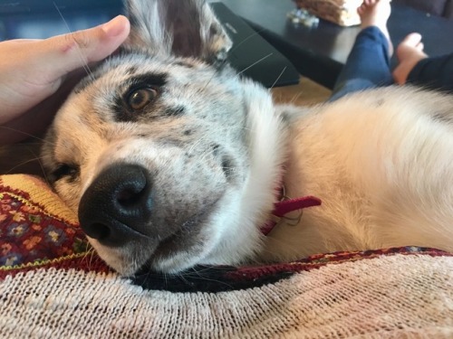 A Horrible, Sleepy Little Creature