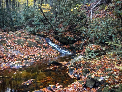 Clear Water & Bright Leaves|Secluded Streams