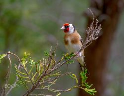 euph0r14:  nature | Goldfinch | by scsutton