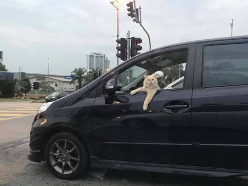 catsbeaversandducks: “Ever heard of turn signal, hooman?” Via Cyberjaya Community