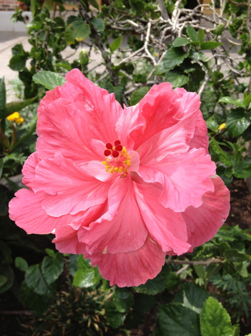 Hibiscus