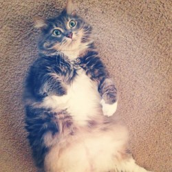 mostlycatsmostly:  This is Gus! He’s about 7 years old, part Maine Coon, and always lounges around on his back with his paws up. He has an instagram: @mistergusgus  (Submitted by catlyn-meowen)