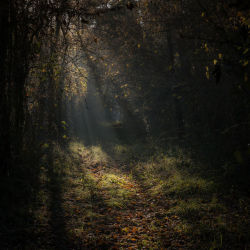 faerieforests:  Fall’s ray of light - Rayon