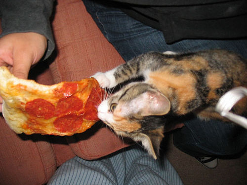 catsbeaversandducks:Happy Pizza Party Day!Via Cats On Pizza/Imgur