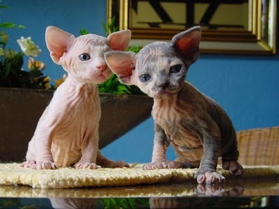 odditiesoflife:Bizarre Breeds of Hairless CatsSphynx Cat — Sphynx cats came about when a single hair