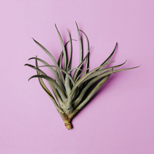 My first Tillandsia :)エアプランツ買ってみたら、ドライフラワー飾るより断然生きてる感があって気に入った♪左側：ハリシーとバルビシアーナ。右側：小さいハリシーとメラノクラテル。ちな