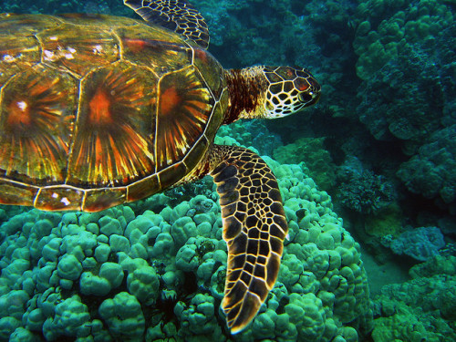 theoceaniswonderful:  Sea Turtle by brian.smiley 
