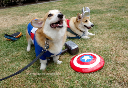 omelettethecorgi: Even superheroes need a roll-around-in-the-grass break.Cap = Omelette, Thor = bebo