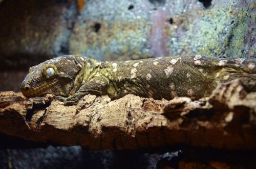 kittje:Caught some photos of Muriel basking, you can see some breeding scars on her head too.