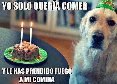 conchesumadres: pobre perrito qq