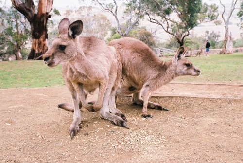 kangaPOOS