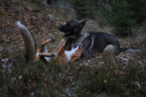 halpmepls:  tiannasumer:  phototoartguy:  The adorable and unlikely friendship between a fox and a dog that’s being turned into a children’s fairytale book Photographer Torgeir Berge  MY FUCKING HEART. HOLY SHIT.  THE FOX AND THE HOUND     Aww cutest