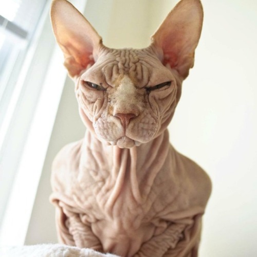 Sphynx smize . . . #jobie #sphynx #cat #catsofinstagram #adoptdontshop #wrinklekingwednesday https:/