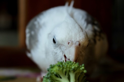 pipertiel:i love broccoli!HEALTHY BOY!!!!!