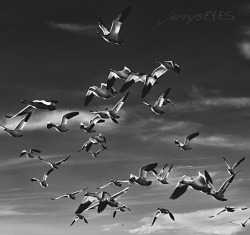 &ldquo;Snow Geese&rdquo; Bosque del Apache NM Wildlife Sanctuary-jerrysEYES