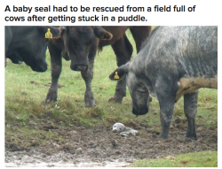 jacksonworksproperly:  irontemple:  WHAT WAS HE DOING IN A FIELD OF COWS.   His best 