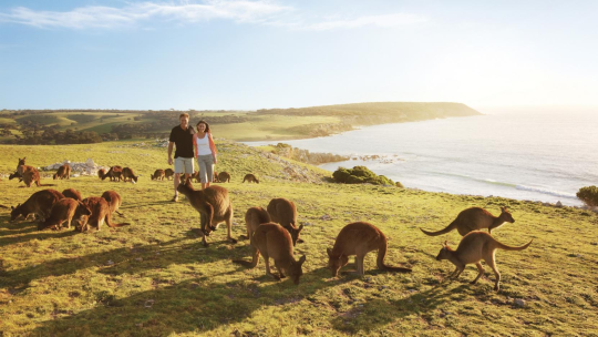 recklesslyinfatuated:  Kangaroo Island before….Kangaroo Island after…Kangaroo Island koalas before…Kangaroo Island koalas after…Kangaroo Island resort before…..and after… Kangaroo Island is an island off the South Australian coast   and until