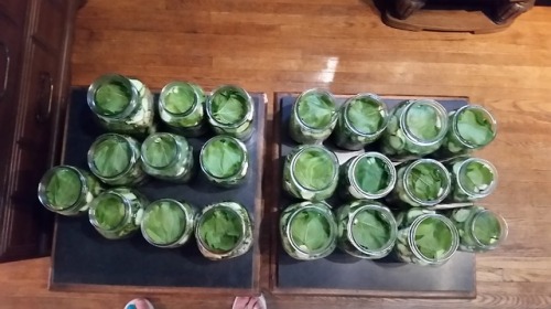 thegardendiary:August 2nd, 2018 2 bushels of cucumbers 2 days of hard work And 95 jars of pickles in