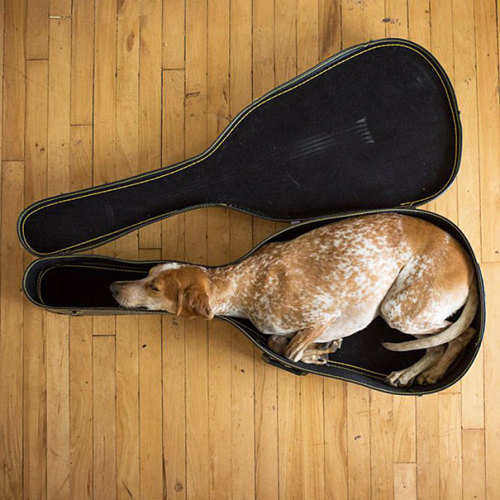 awesome-picz:    Animals Sleeping Anywhere. 