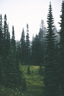 thrilled-d:  thrilled-d: hannahkemp:  Forest//Mount Rainier National Park August 2016  🍃  🍃  Via definitecuties