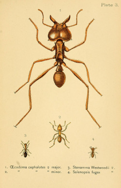 scientificillustration:  Ants, bees, and