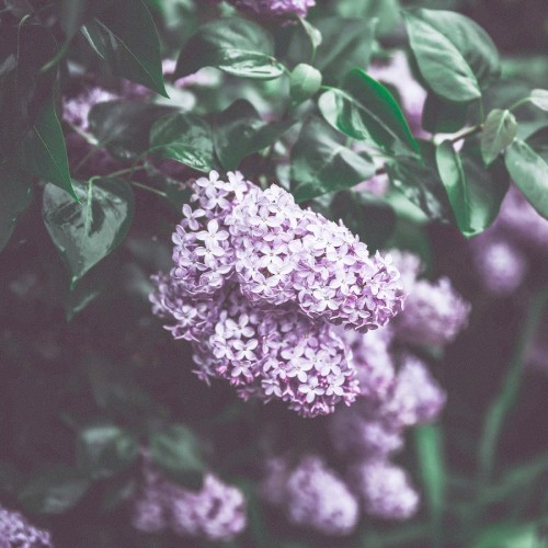Lilacs & Ink